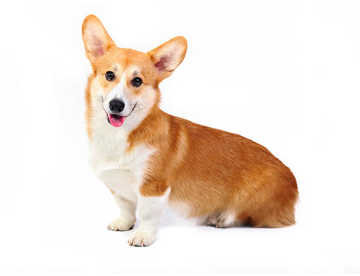 Anjing welsh discount corgi